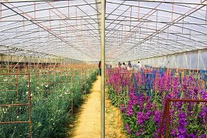 Using Polycarbonate Panels for Agriculture 2021 | UVPLASTIC
